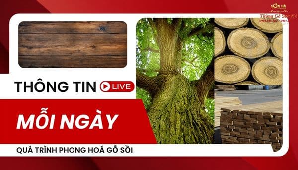 quá trình phong hoá gỗ sồi