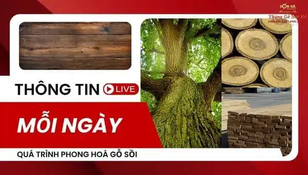 quá trình phong hoá gỗ sồi