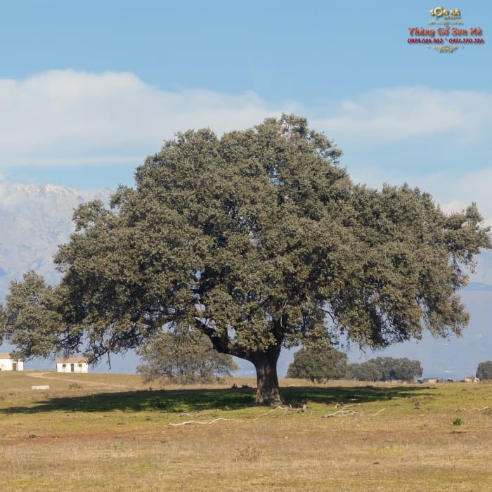 Cây sồi có ở đâu? Bản đồ phân bố, sinh cảnh, khí hậu nguồn gốc chi Quercus Sồi Trắng (Quercus alba) tại Mỹ là nguồn gỗ chính cho các loại thùng ủ rượu Bourbon nổi tiếng