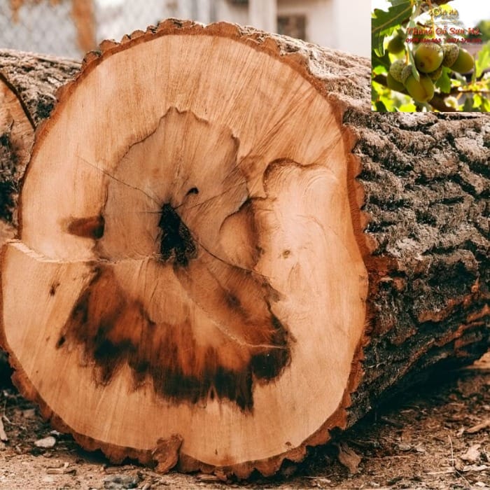 Cây sồi có ở đâu? Bản đồ phân bố, sinh cảnh, khí hậu nguồn gốc chi Quercus Việt Nam có các loài Dẻ sồi (Quercus) bản địa, khác biệt với các loài sồi thương mại nhập khẩu dùng làm thùng rượu.